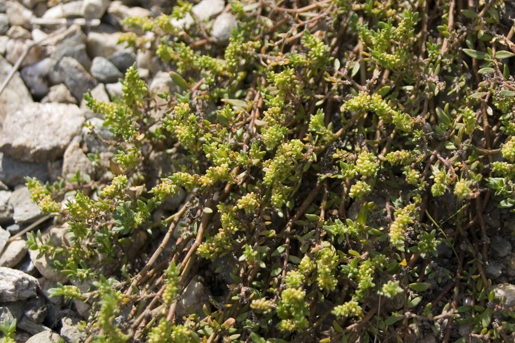 Herniaria glabra / Erniaria glabra